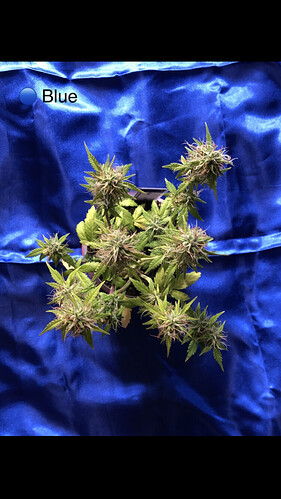 Growreport Bild 14