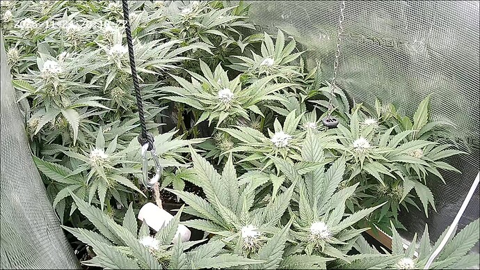 Growreport Bild 45