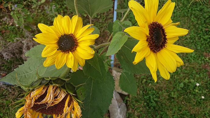Growreport Bild 10