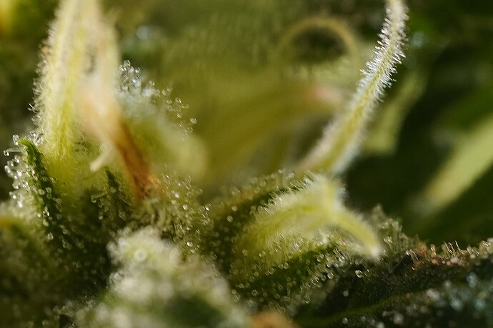 Growreport Bild 2