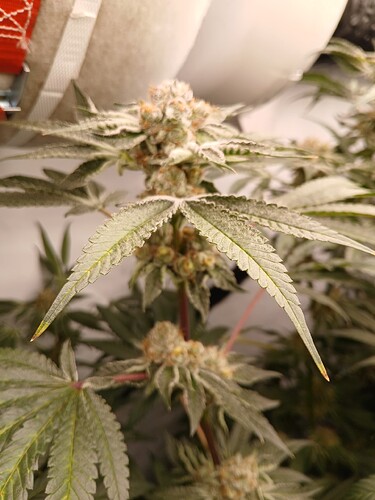 Growreport Bild 2
