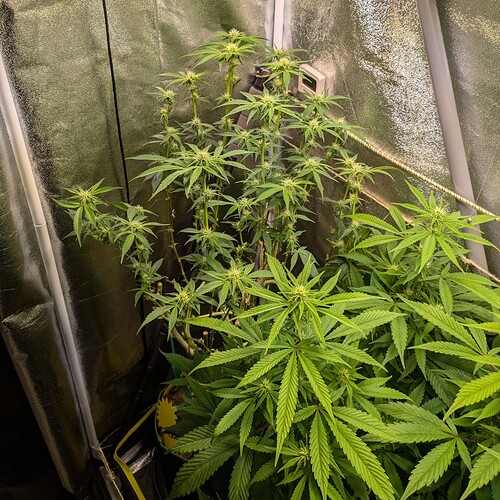 Growreport Bild 20