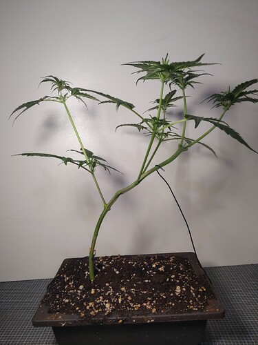 IMG_20240305_174029_419