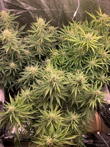 Growreport Bild 1