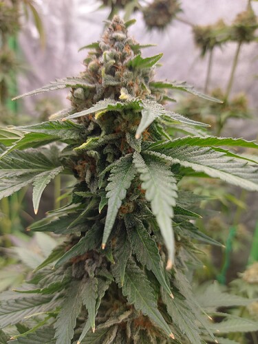 Growreport Bild 7