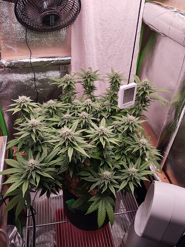 Growreport Bild 3