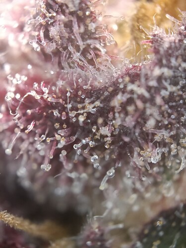 Growreport Bild 12