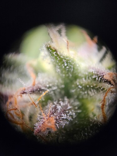 Growreport Bild 110