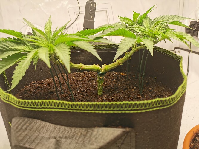 Growreport Bild 12