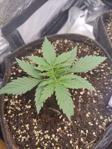 Growreport Bild 8