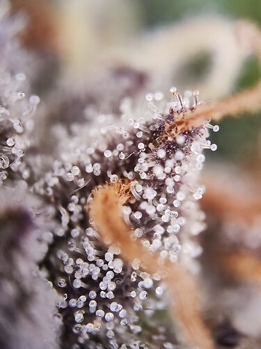 Growreport Bild 8