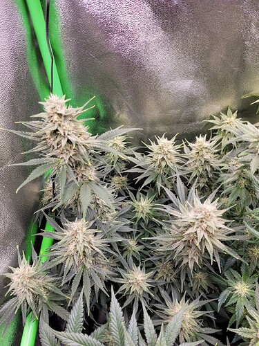 Growreport Bild 13