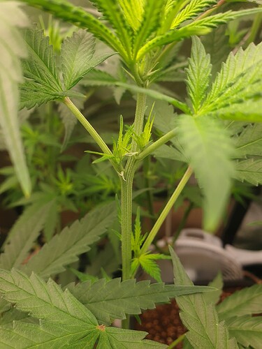 Growreport Bild 4