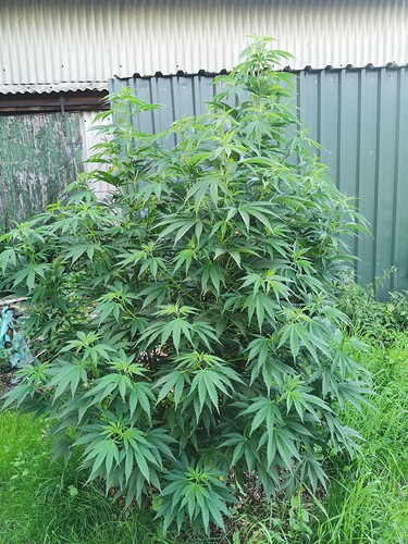 Growreport Bild 3