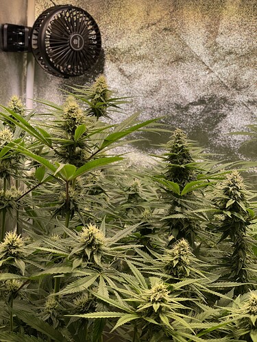 Growreport Bild 3