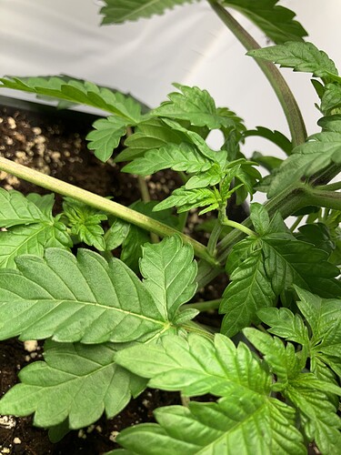 Growreport Bild 6