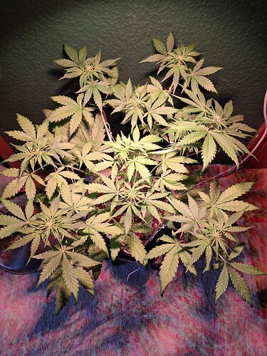 Growreport Bild 4