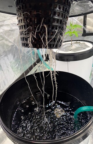 Growreport Bild 3