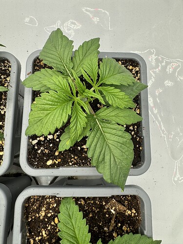 Growreport Bild 2