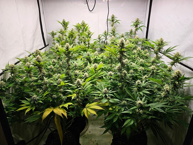 Growreport Bild 4