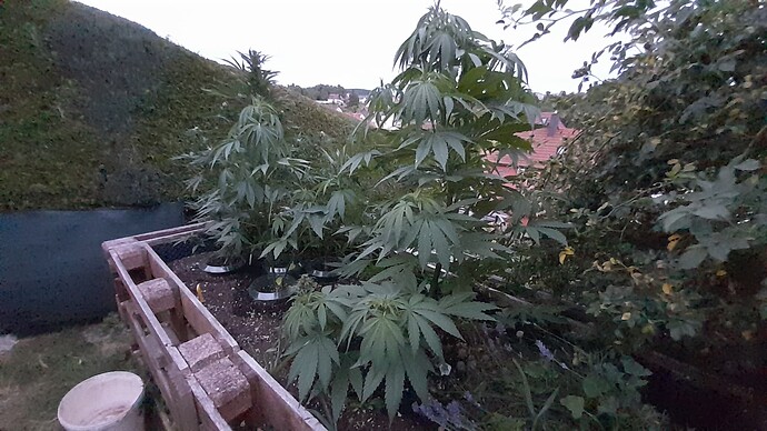 Growreport Bild 7