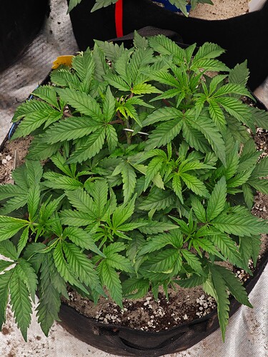 Growreport Bild 13