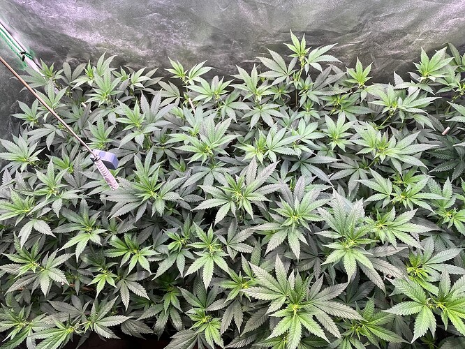 Growreport Bild 37