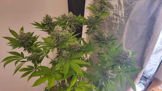 Eine blühende Cannabispflanze in einem Grow-Zelt.