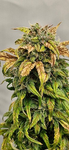 Growreport Bild 32