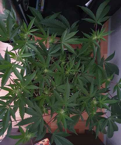 IMG-20240616-WA0012