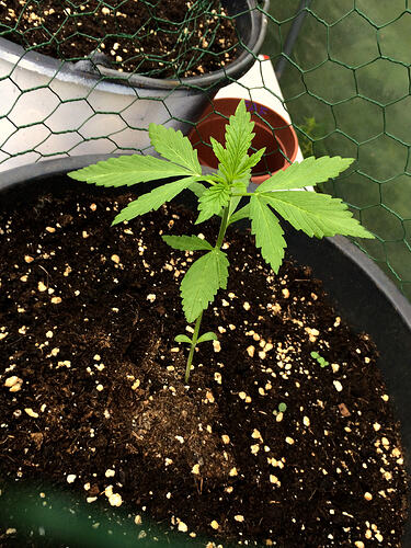 Grow26_0727_07