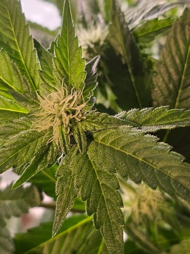 Growreport Bild 1