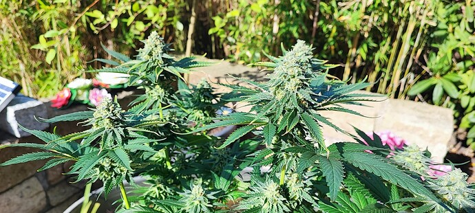 Growreport Bild 4