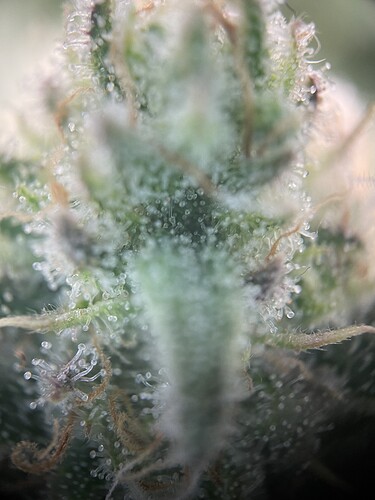 Growreport Bild 2