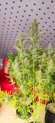 Growreport Bild 13