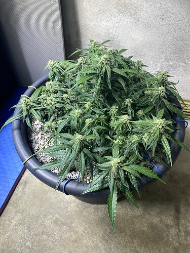 Growreport Bild 29