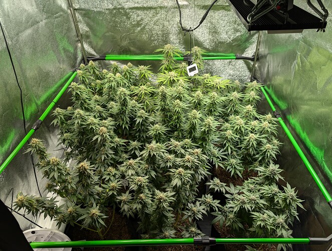 Growreport Bild 3