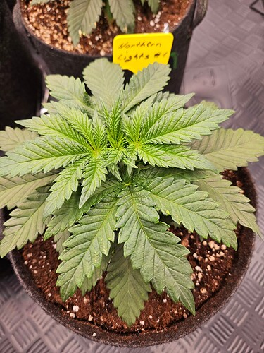 Growreport Bild 25