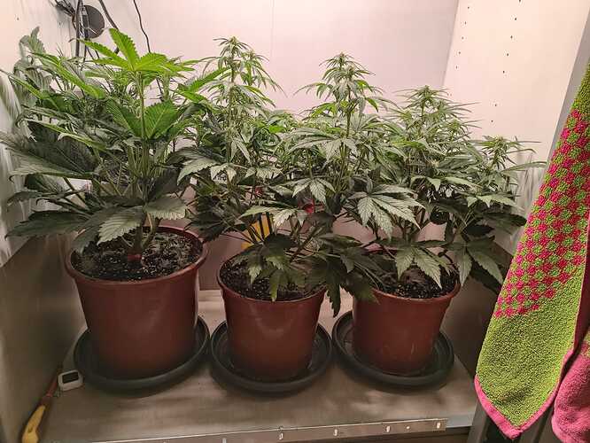 Growreport Bild 1