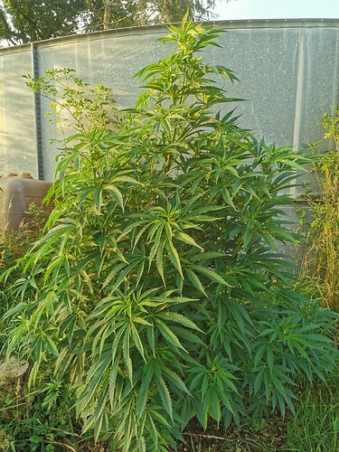 Growreport Bild 1