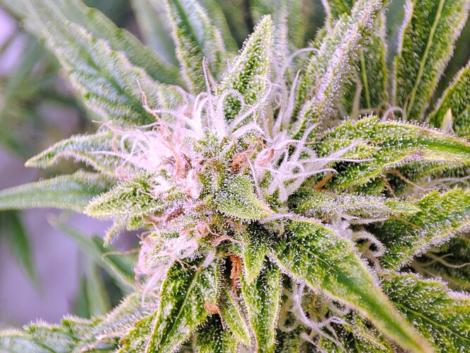 Growreport Bild 25