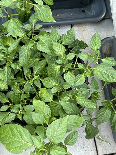 Growreport Bild 13