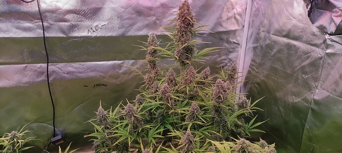 Growreport Bild 2