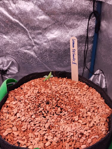 IMG_20241120_180850 - Kopie