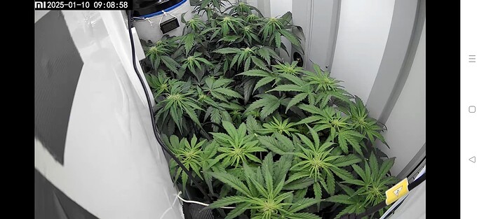 Screenshot_2025-01-10-09-06-44-93_89ed83f5c7ca8fa2c91fc75c50289338