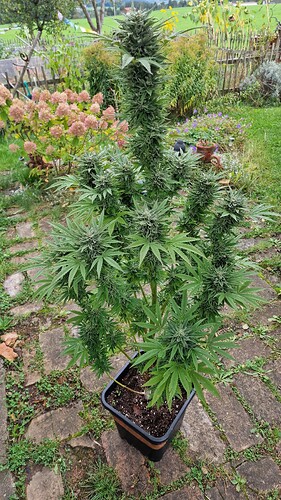 Growreport Bild 4