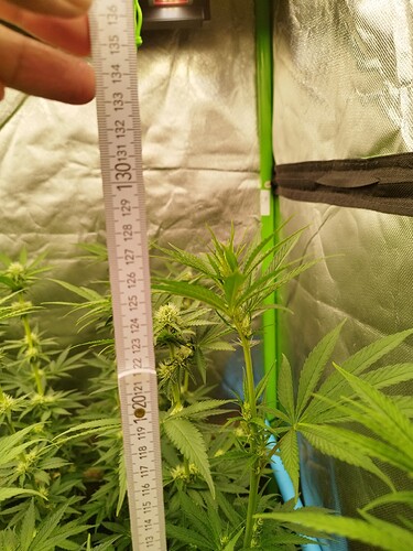 Eine junge Cannabispflanze wird mit einem Maßband gemessen, das etwa 120 cm anzeigt. Die Pflanze befindet sich in der Wachstumsphase mit ersten Anzeichen von Blütenbildung.