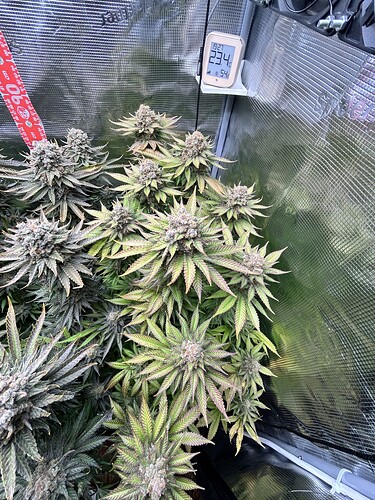 Nahaufnahme einer blühenden Cannabispflanze in einem Growzelt mit sichtbarem Thermometer/Hygrometer.