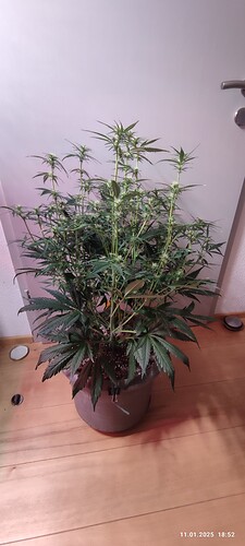 Growreport Bild 18