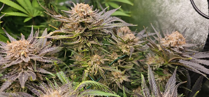 Growreport Bild 38